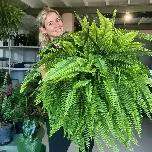 ⏰ Limited time offer ✨ Artificial Boston fern flower arrangement greenery plastic leaves