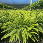 ⏰ Limited time offer ✨ Artificial Boston fern flower arrangement greenery plastic leaves