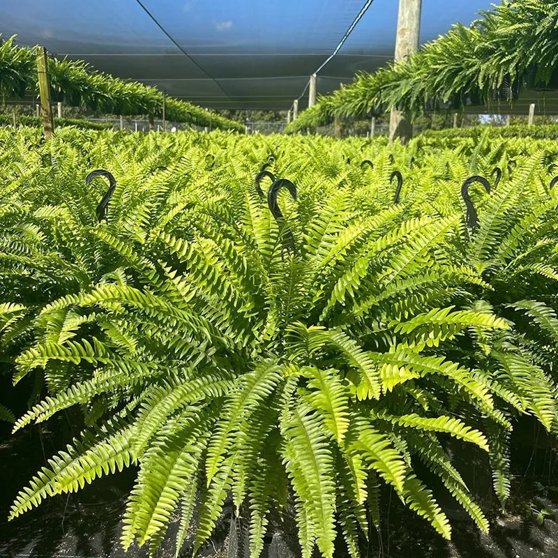 ⏰ Limited time offer ✨ Artificial Boston fern flower arrangement greenery plastic leaves