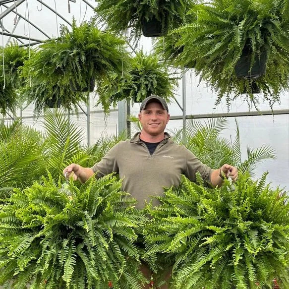 ⏰ Limited time offer ✨ Artificial Boston fern flower arrangement greenery plastic leaves