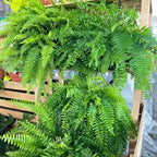⏰ Limited time offer ✨ Artificial Boston fern flower arrangement greenery plastic leaves