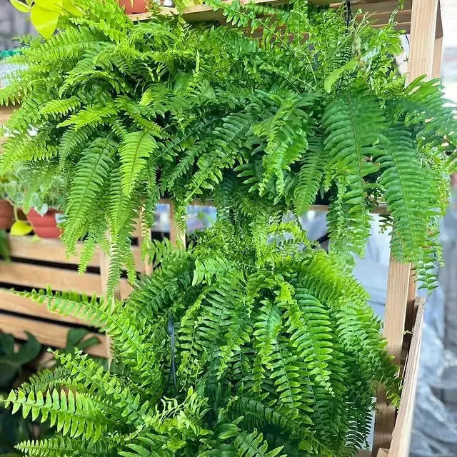 ⏰ Limited time offer ✨ Artificial Boston fern flower arrangement greenery plastic leaves